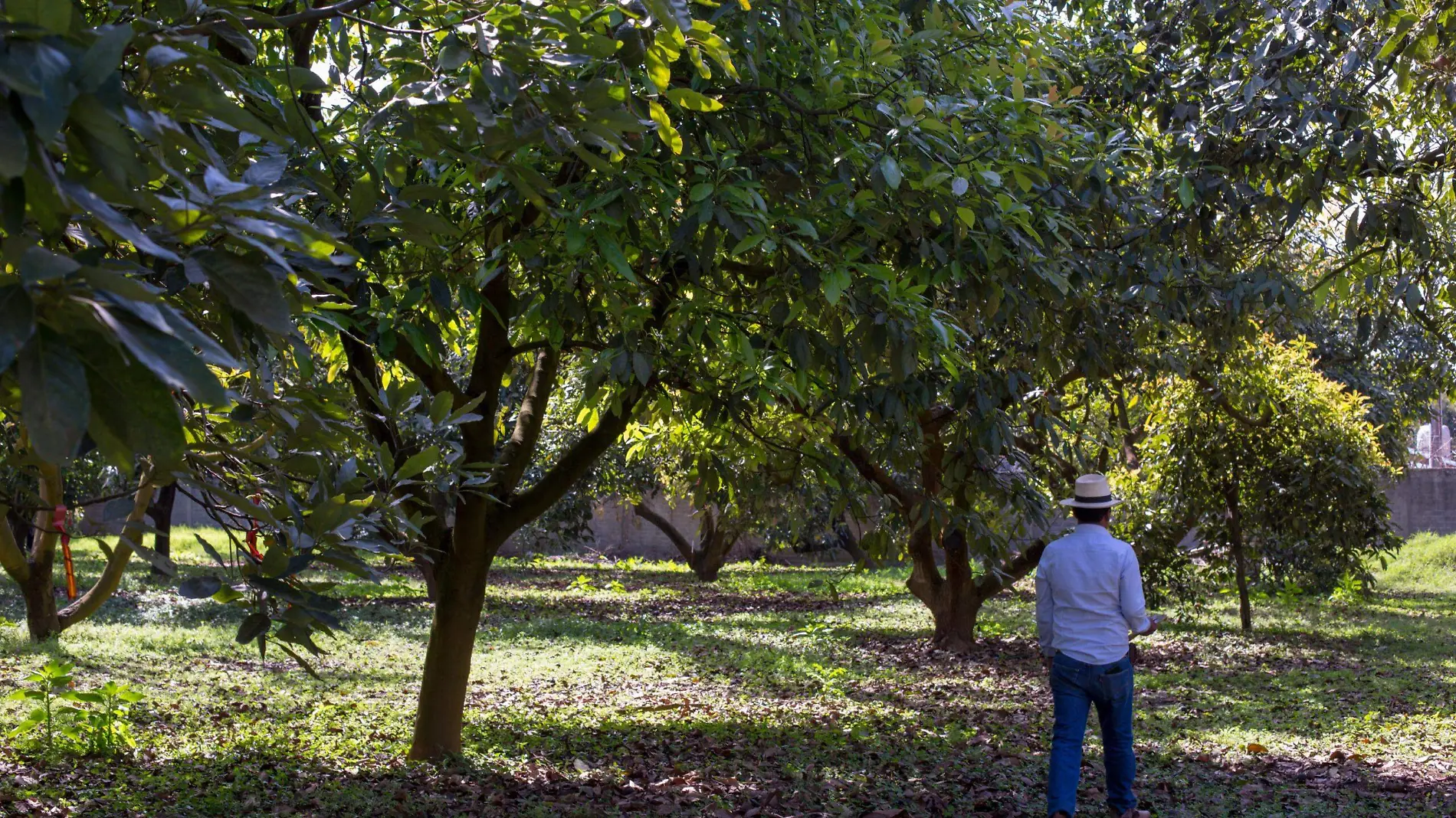 huerta aguacate2 adij